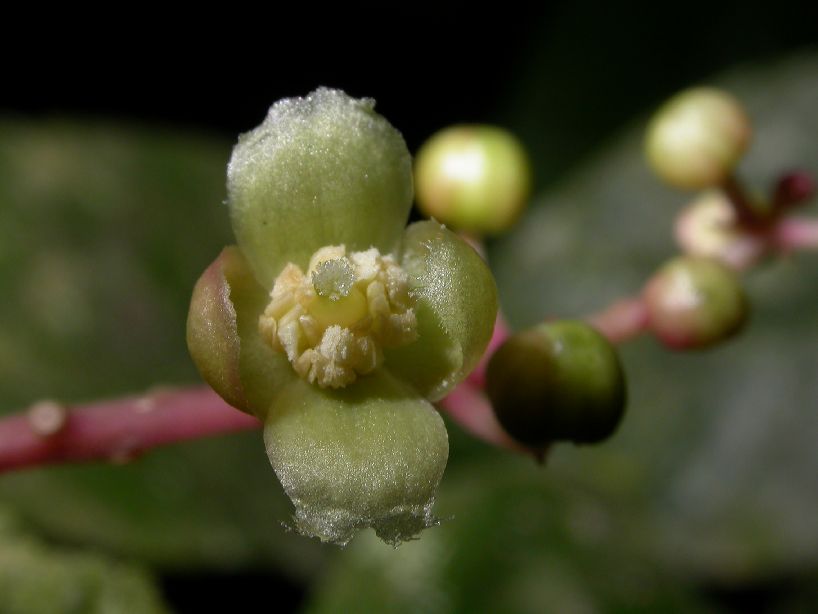 Phytolaccaceae Trichostigma polyandrum