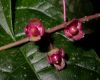 image of Trichostigma polyandrum