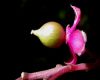 image of Trichostigma polyandrum