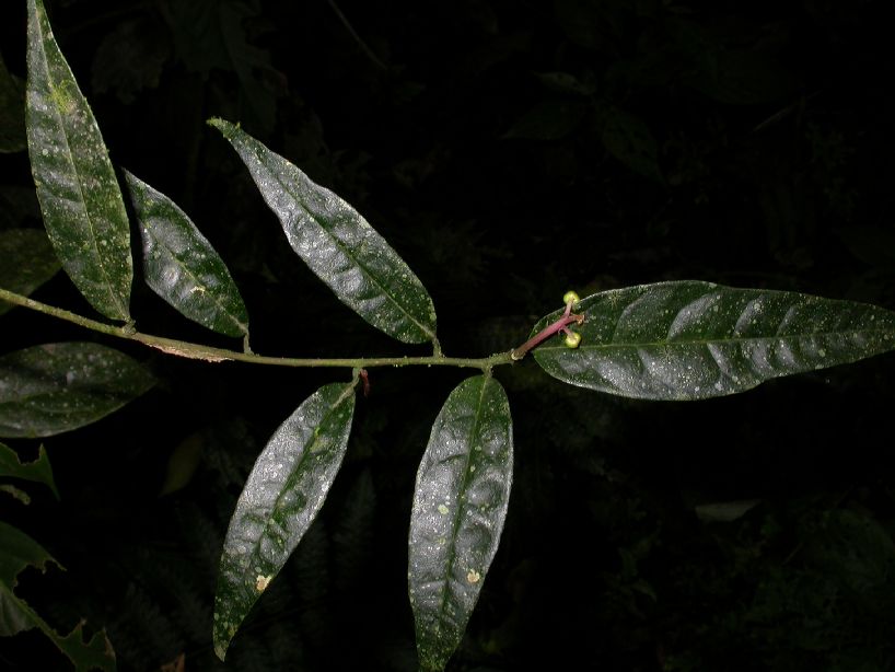 Phytolaccaceae Trichostigma polyandrum
