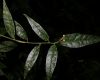 image of Trichostigma polyandrum