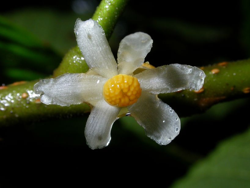 Kiggelariaceae Carpotroche platyptera
