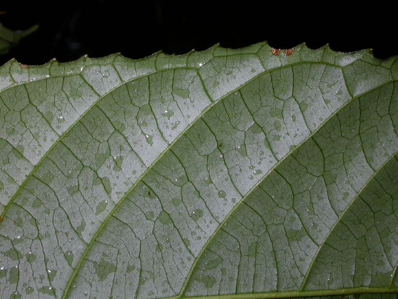 Kiggelariaceae Carpotroche platyptera