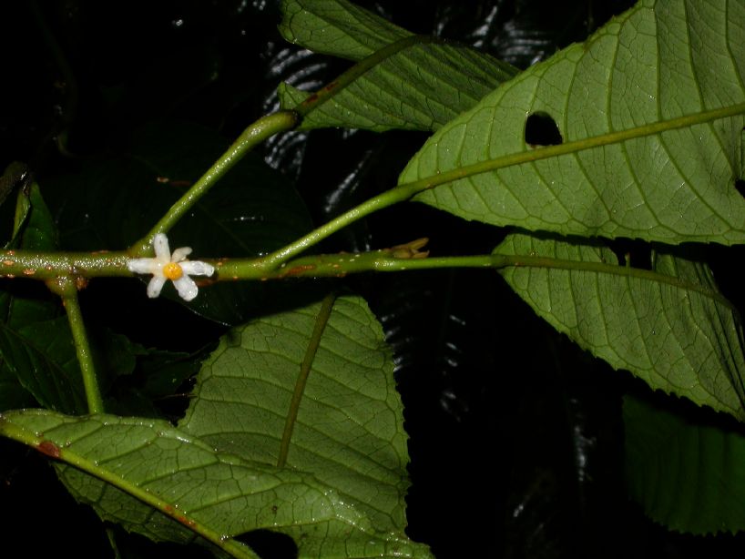 Kiggelariaceae Carpotroche platyptera