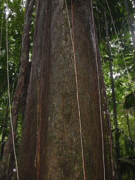 Lecythidaceae Lecythis ampla
