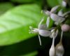 image of Rivina humilis