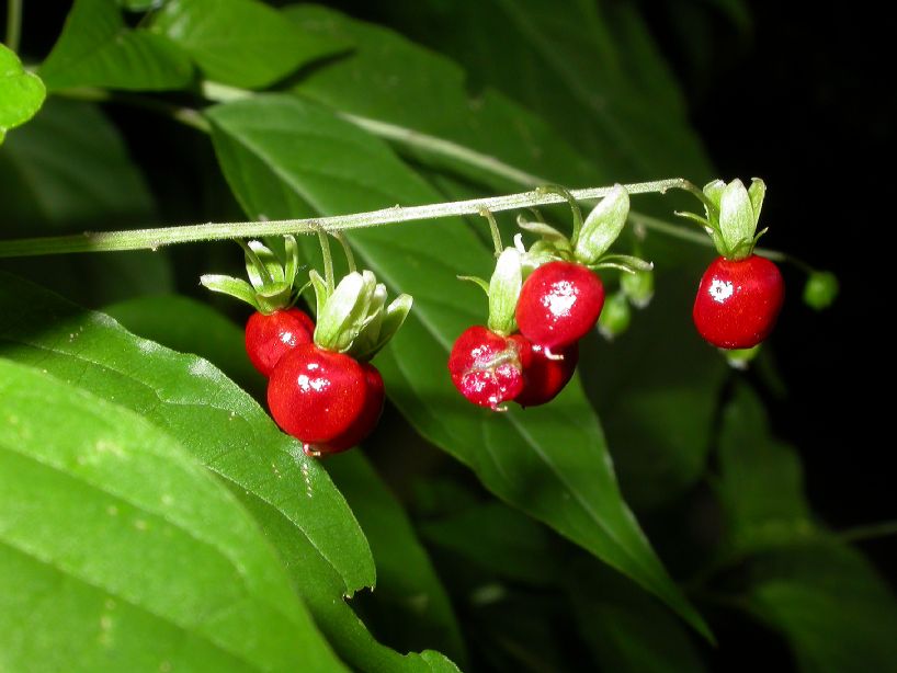 Phytolaccaceae Rivina humilis
