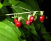image of Rivina humilis