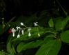 image of Rivina humilis