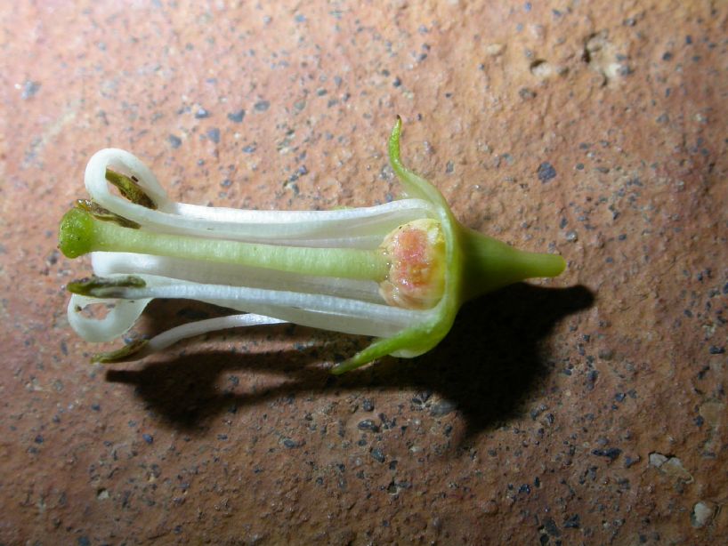 Escalloniaceae Escallonia 