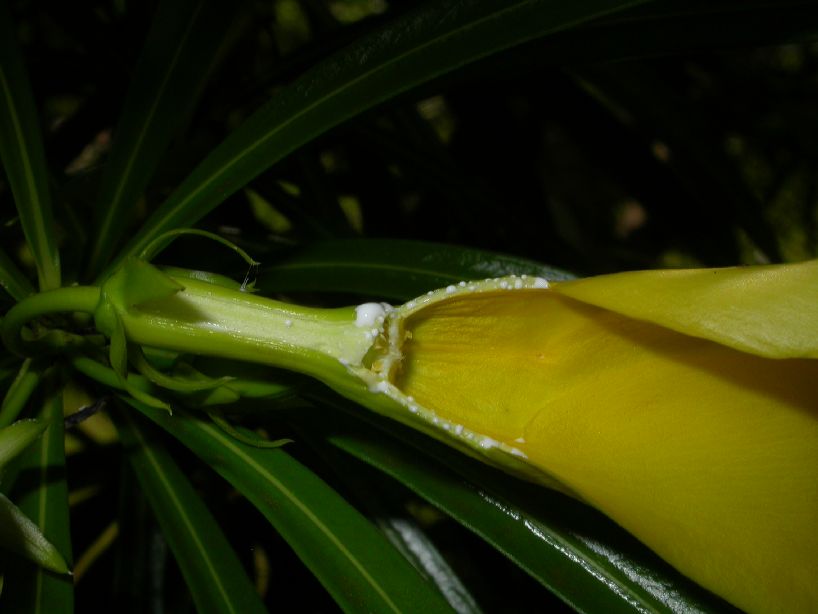 Apocynaceae Thevetia peruviana