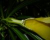 image of Thevetia peruviana
