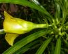 image of Thevetia peruviana