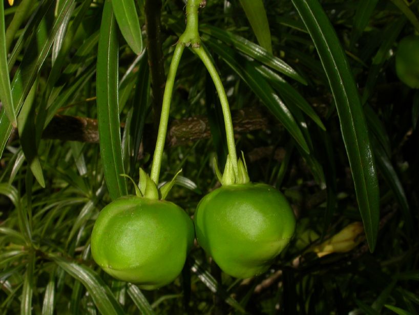 Apocynaceae Thevetia peruviana
