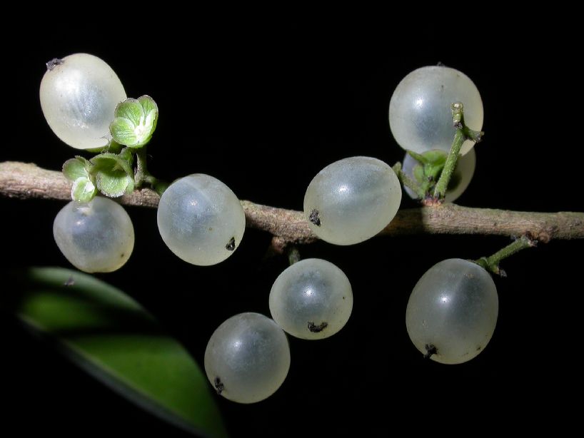 Achatocarpaceae Achatocarpus praecox