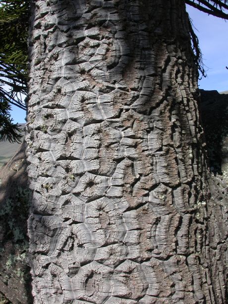 Araucariaceae Araucaria araucana