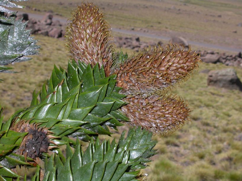 Araucariaceae Araucaria araucana