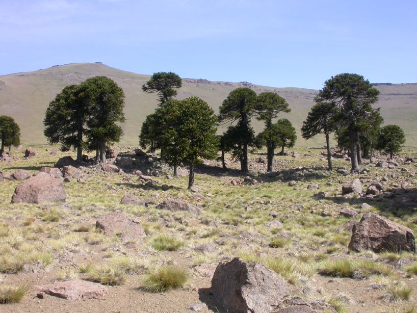 Araucariaceae Araucaria araucana
