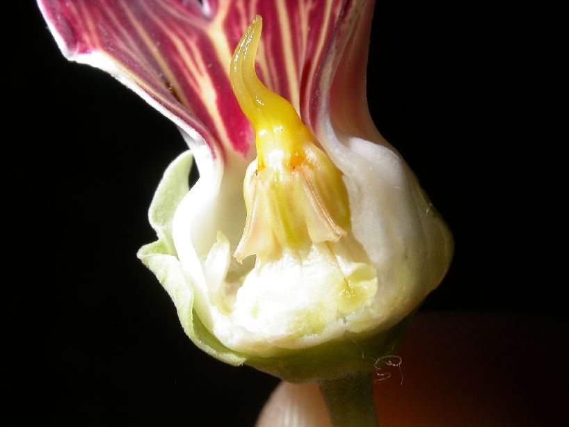 Asclepiadaceae  