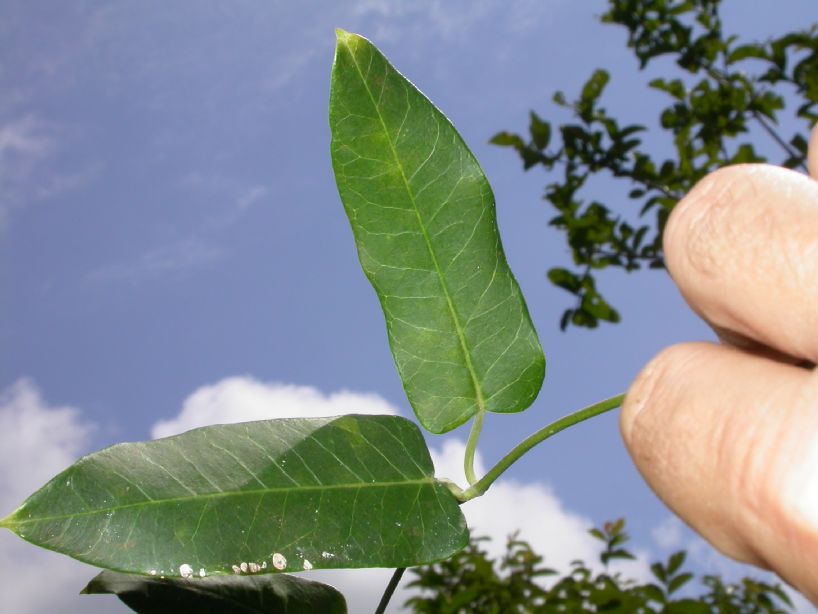 Asclepiadaceae  