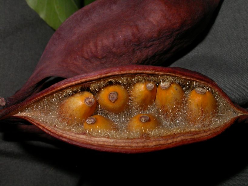 Sterculiaceae Brachychiton pulpulneus