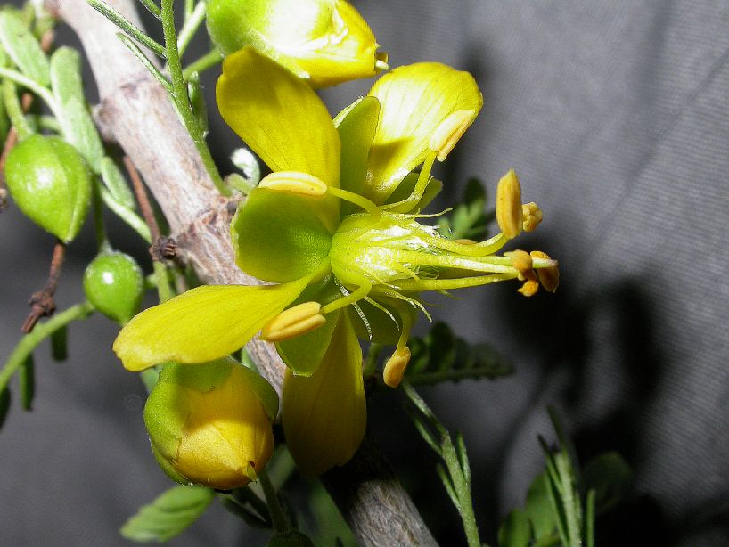 Zygophyllaceae Bulnesia bonariensis