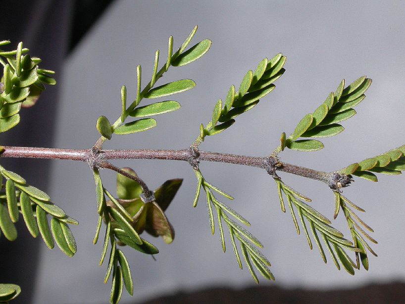 Zygophyllaceae Bulnesia bonariensis