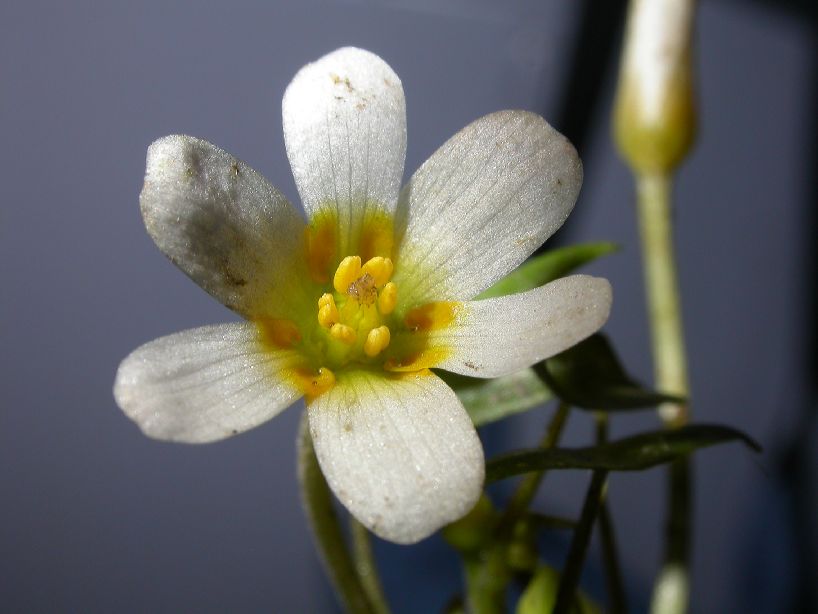 Cabombaceae Cabomba aquatica