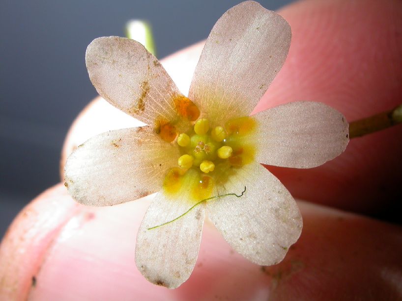 Cabombaceae Cabomba 