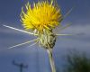 image of Centaurea solstitialis