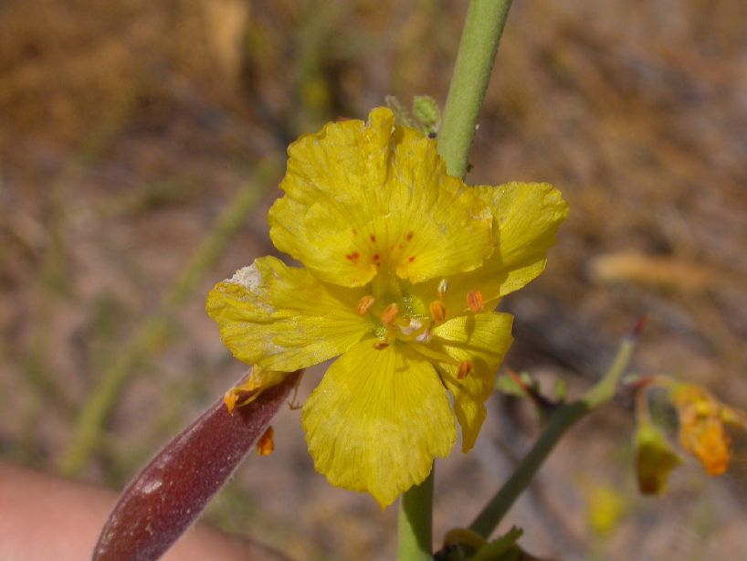 Fabaceae Cercidium praecox