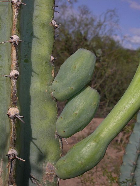 Cactaceae Cereus forbesii