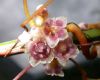image of Cuscuta grandiflora