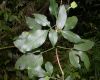 image of Esenbeckia 