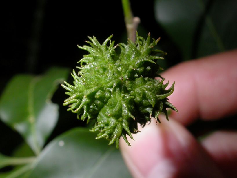 Rutaceae Esenbeckia 