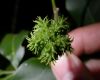 image of Esenbeckia 