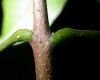 image of Esenbeckia 
