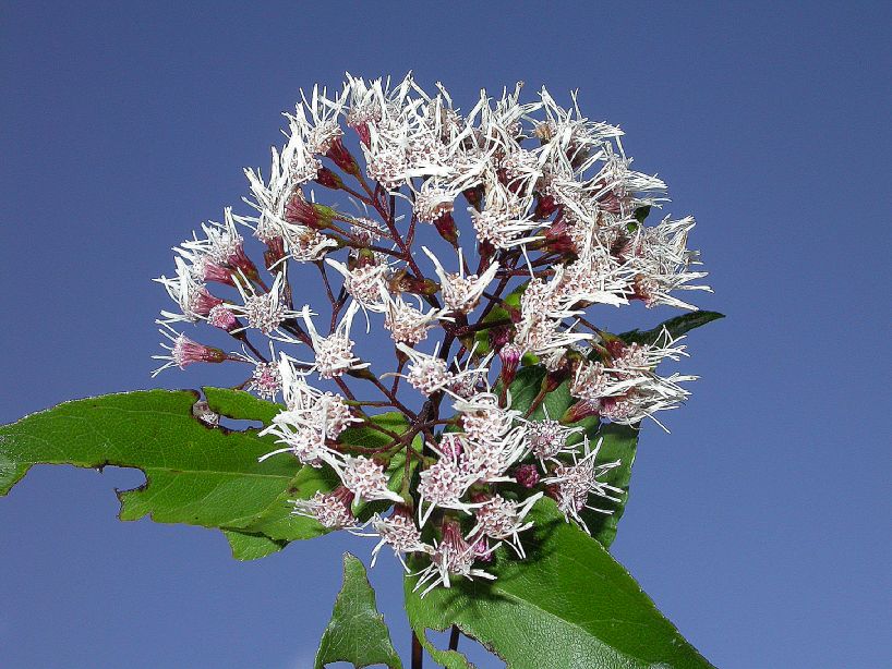 Asteraceae Eupatorium saltense