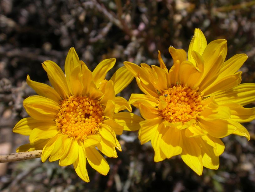 Asteraceae Grindelia anetifolia