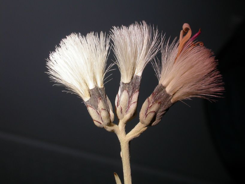 Asteraceae Hyalis argentea