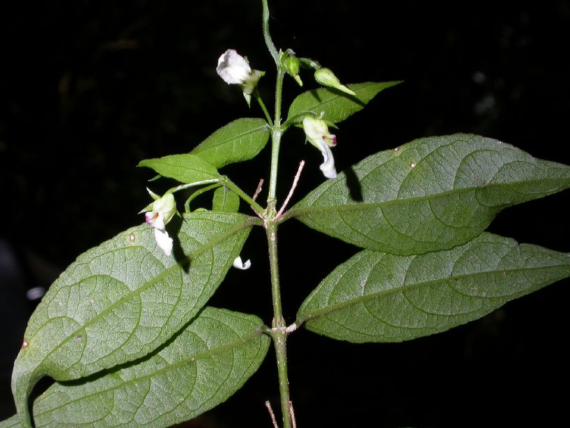 Violaceae Hybanthus 