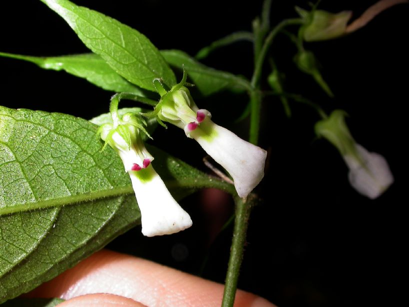 Violaceae Hybanthus 