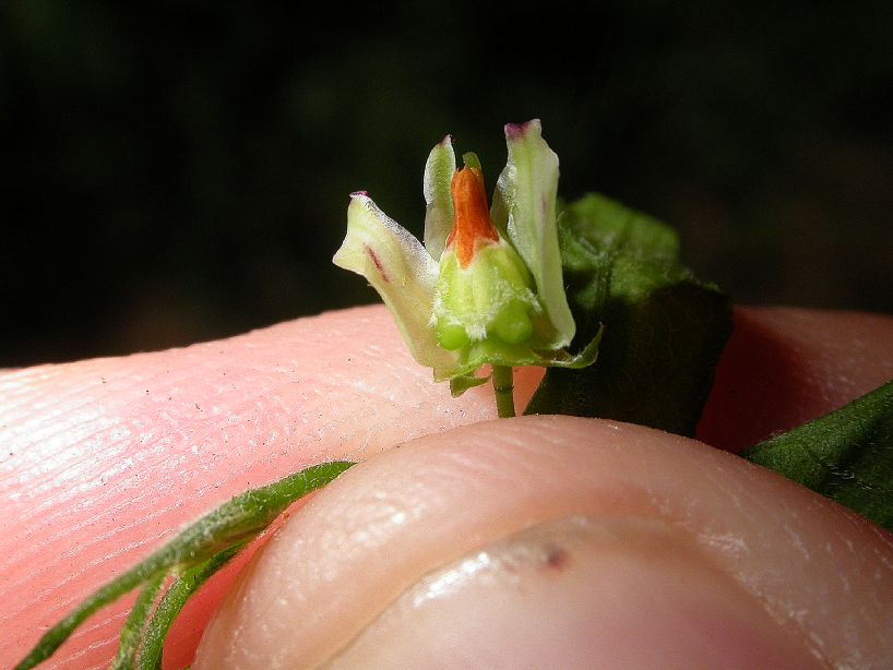 Violaceae Hybanthus 