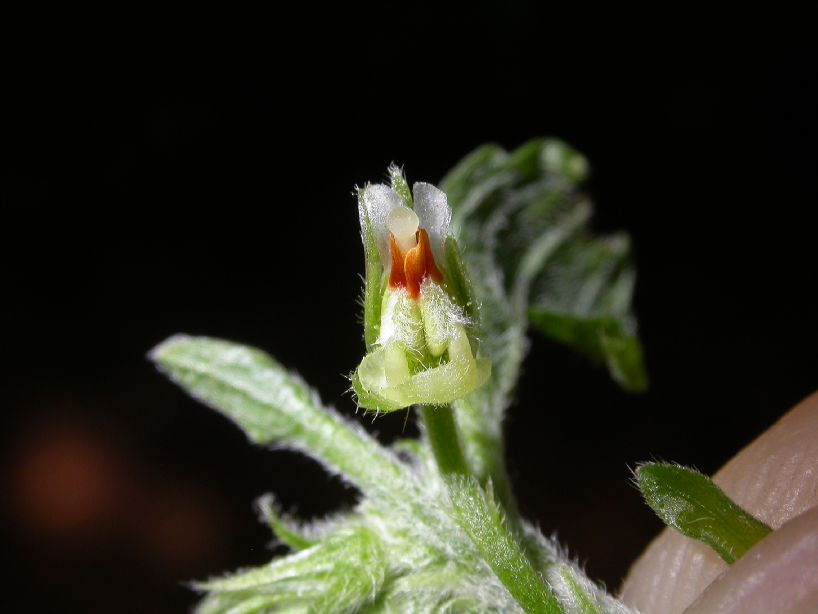 Violaceae Hybanthus sp. 2