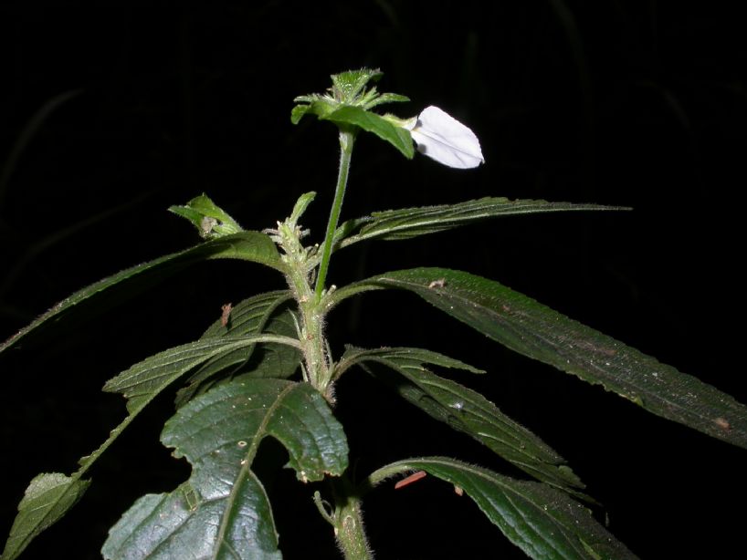 Violaceae Hybanthus sp. 2