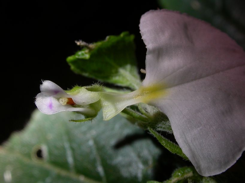 Violaceae Hybanthus sp. 2
