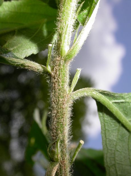 Violaceae Hybanthus sp. 2