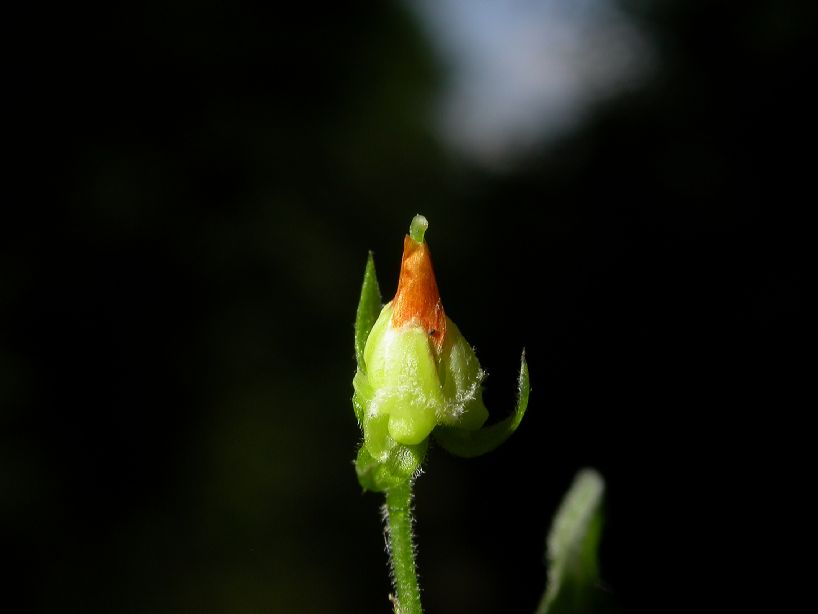 Violaceae Hybanthus 
