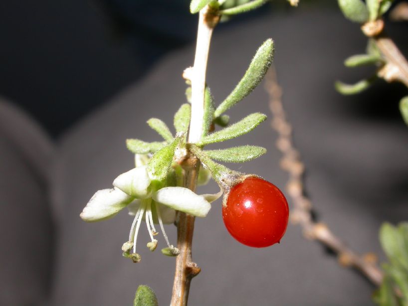 Solanaceae Lycium chilense