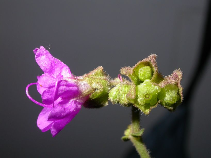 Nyctaginaceae Mirabilis ovata